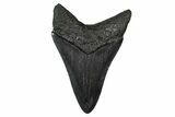 Serrated, Fossil Megalodon Tooth - South Carolina #374775-1
